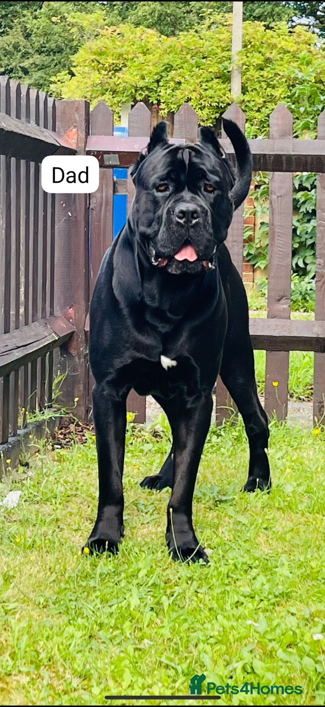 Cane Corso dogs for sale: Purebred champion bloodline cane corso puppies - Image 18