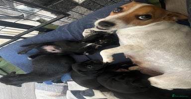 Patterdale Terrier dogs - Advert 1