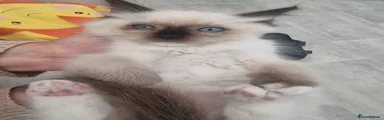 Ragdoll 4