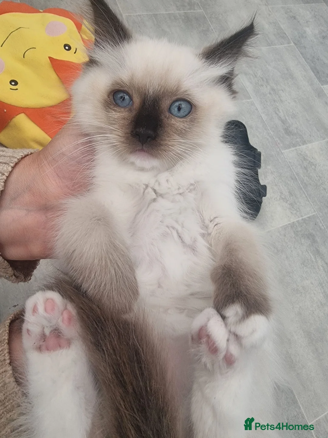 Ragdoll cats for sale: Purebred beautiful ragdoll kittens  - Advert 21