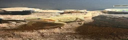Bearded Dragon reptiles for sale: Bearded dragon  - Advert 4