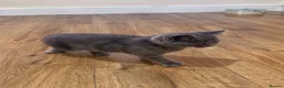 British Shorthair cats for sale: Adorable, Litter-Trained Grey Kitten - Advert 3