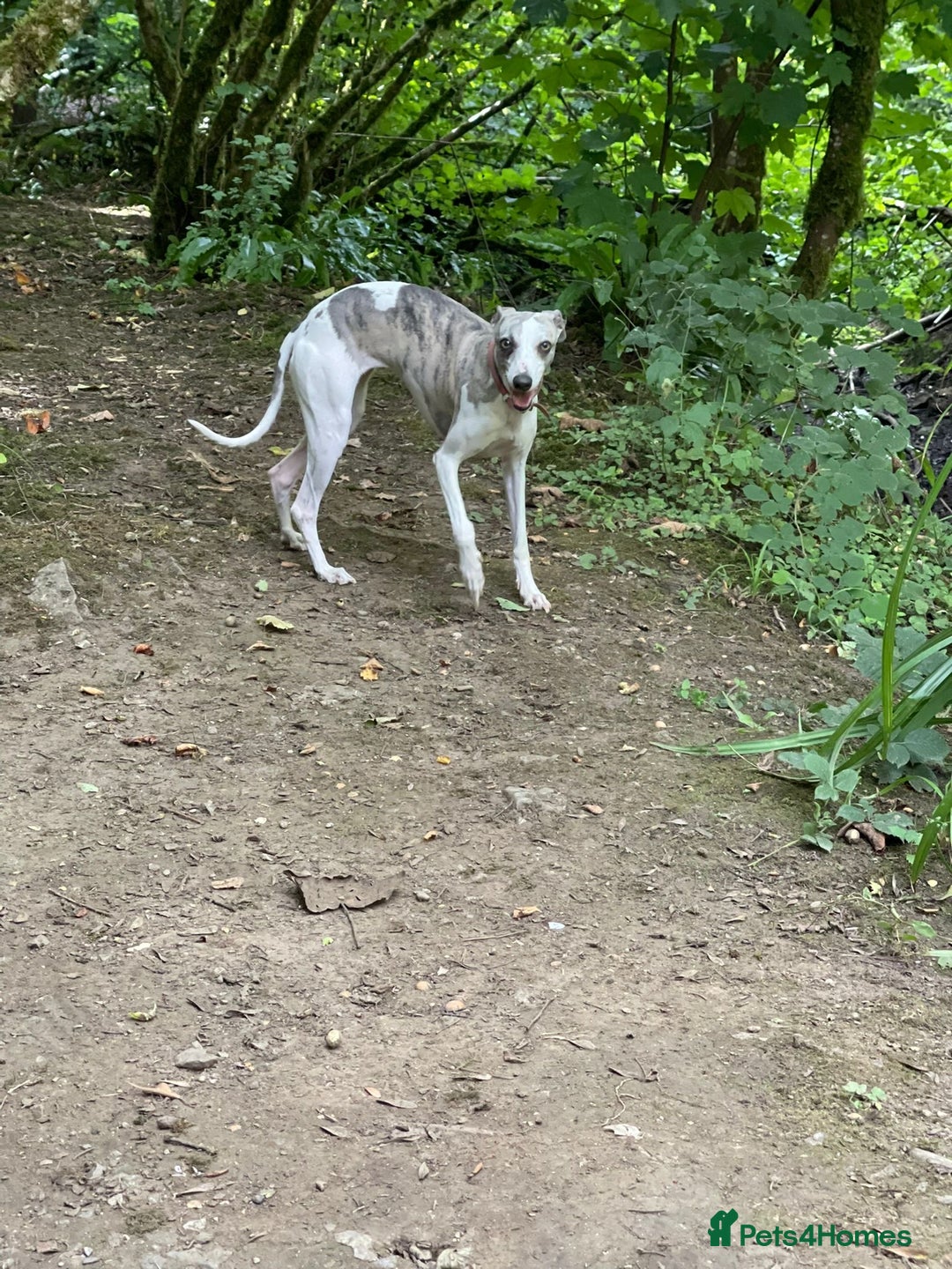 Whippet dogs for sale: KC Blue whippets for sale - Advert 2