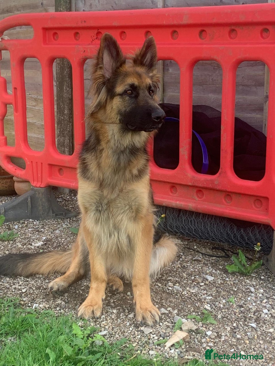 German Shepherd dogs for sale: German shepherd female  - Image 2