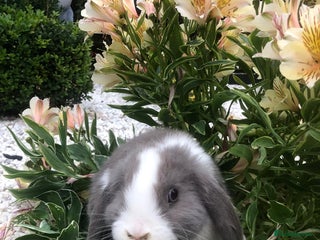 Mini Lop rabbits - Advert 27