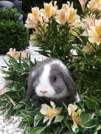 Mini Lop rabbits - Advert 9