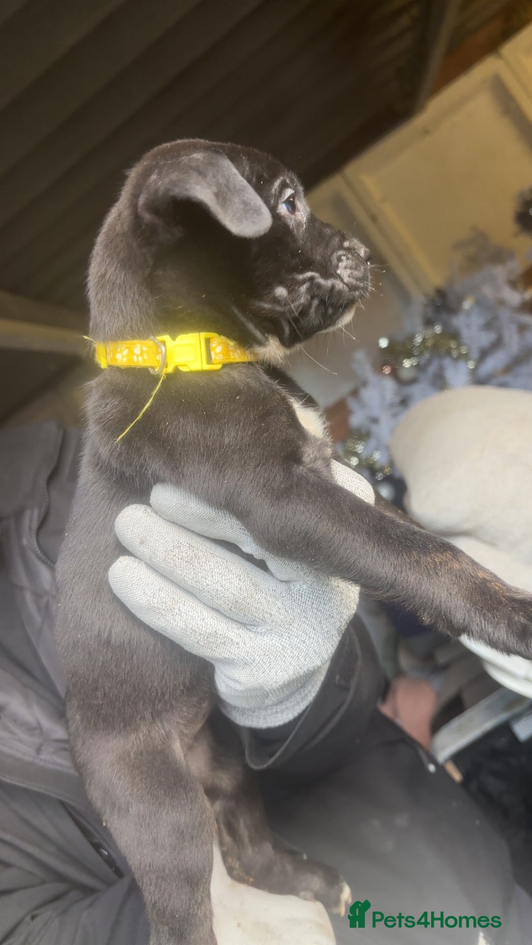 Mixed Breed dogs for sale: Rottiebulls - Advert 10