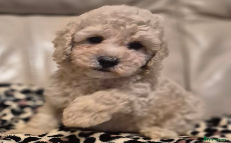 Cavapoochon dogs - Advert 2