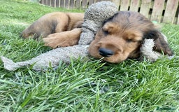 Mixed Breed dogs for sale: Beautiful setter pups Gordon/Irish  - Image 9