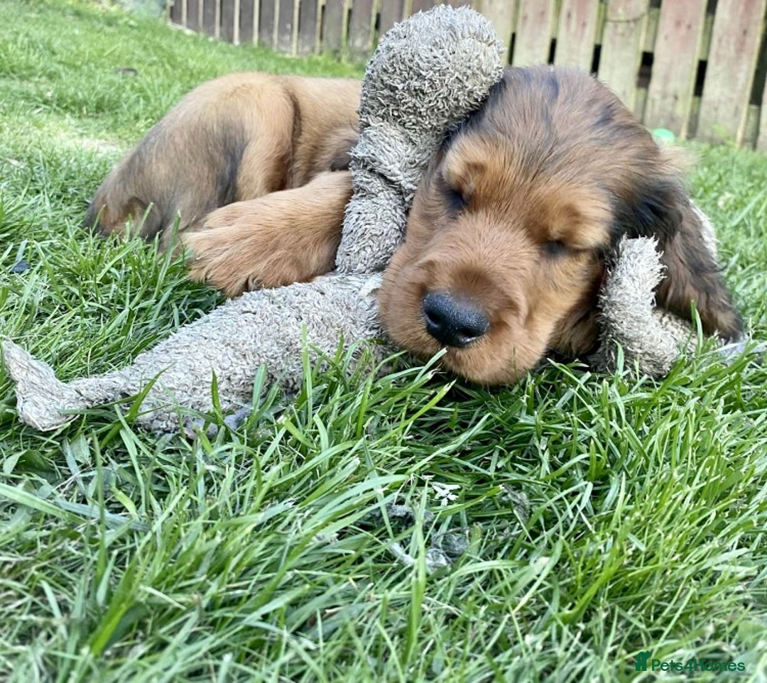 Mixed Breed dogs for sale: Beautiful setter pups Gordon/Irish  - Image 9