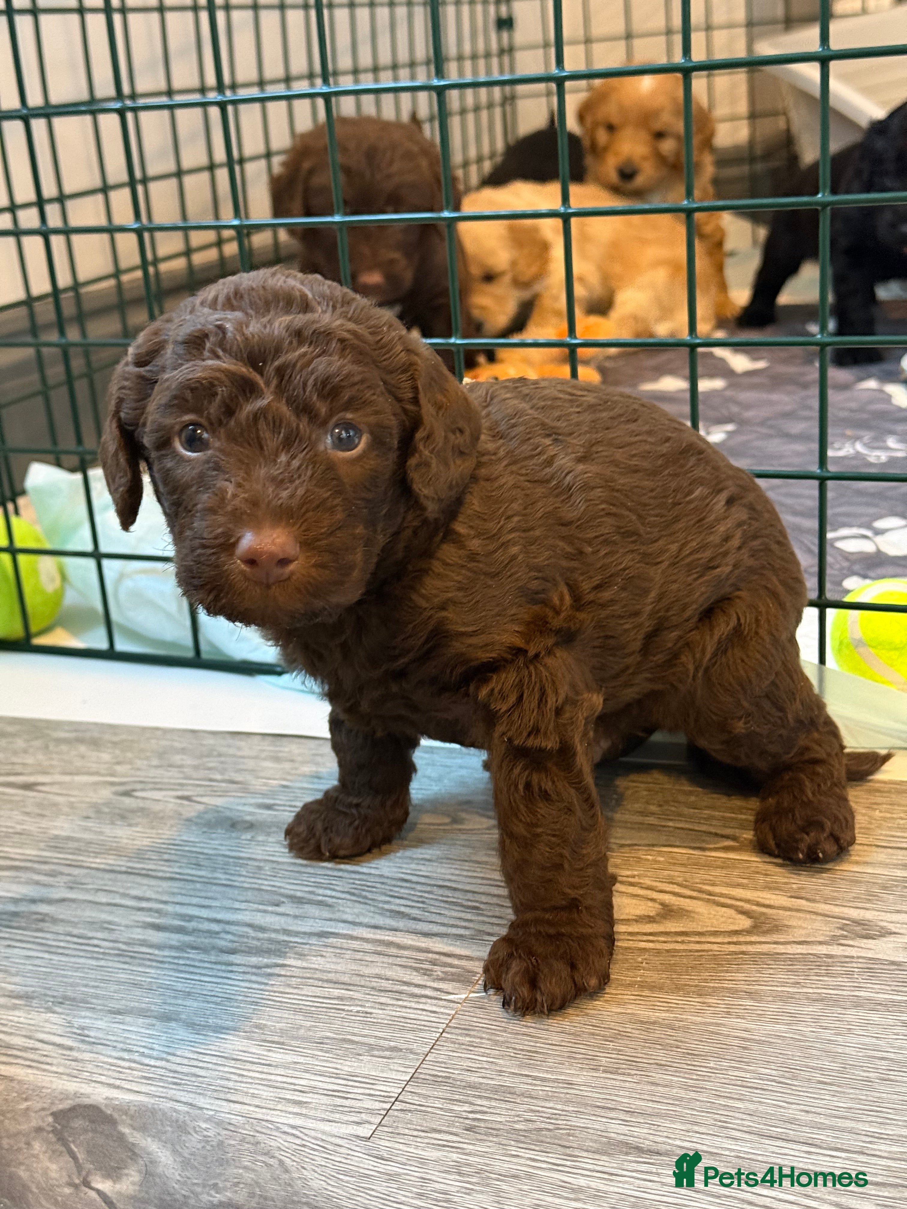 Labradoodle dogs F1B Labradoodle puppies (medium size) - Advert 2