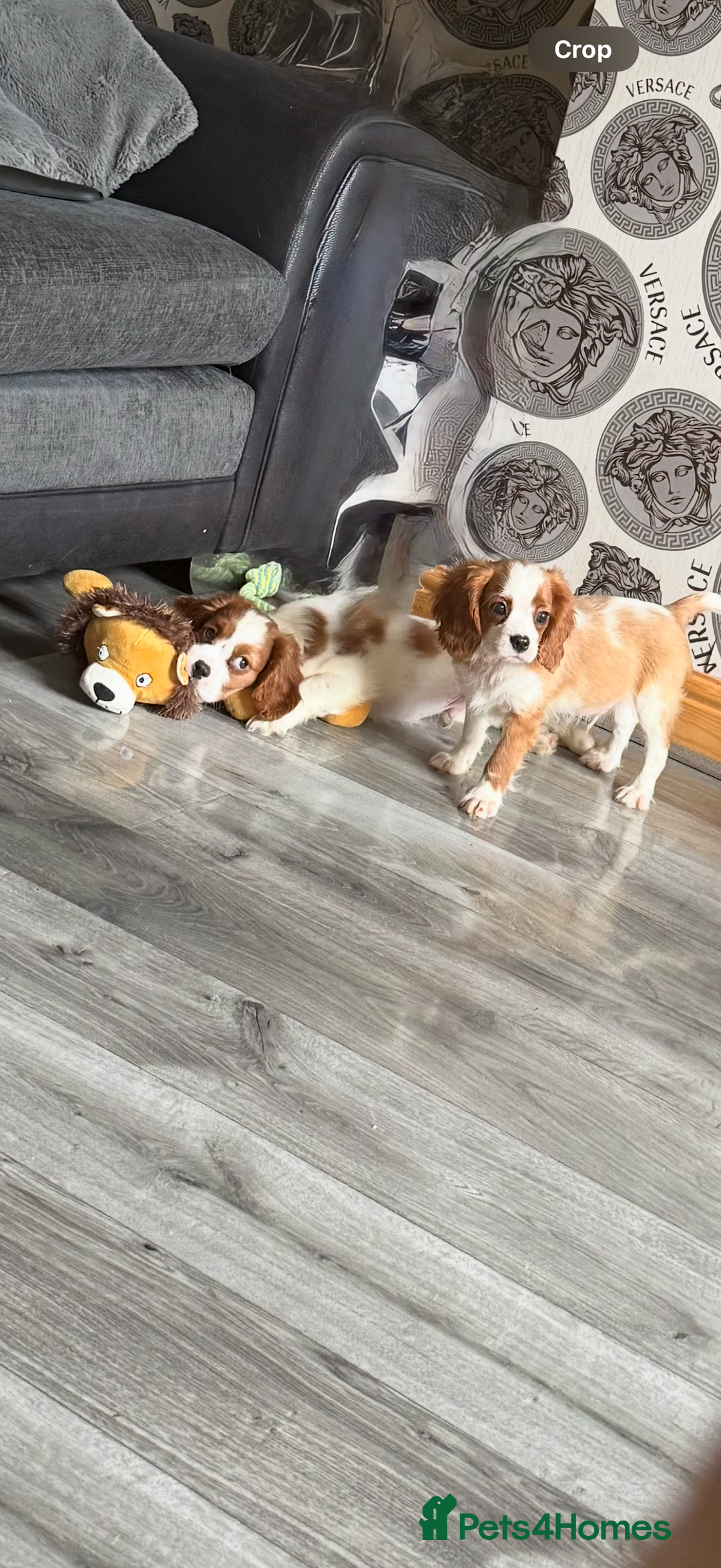 Cavalier King Charles Spaniel dogs for sale: Kennel club reg dna cavalier pups fully vaccine  - Image 28