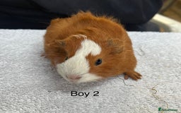 Guinea Pig rodents for sale: Various breeds of baby guinea pigs for sale - Image 2