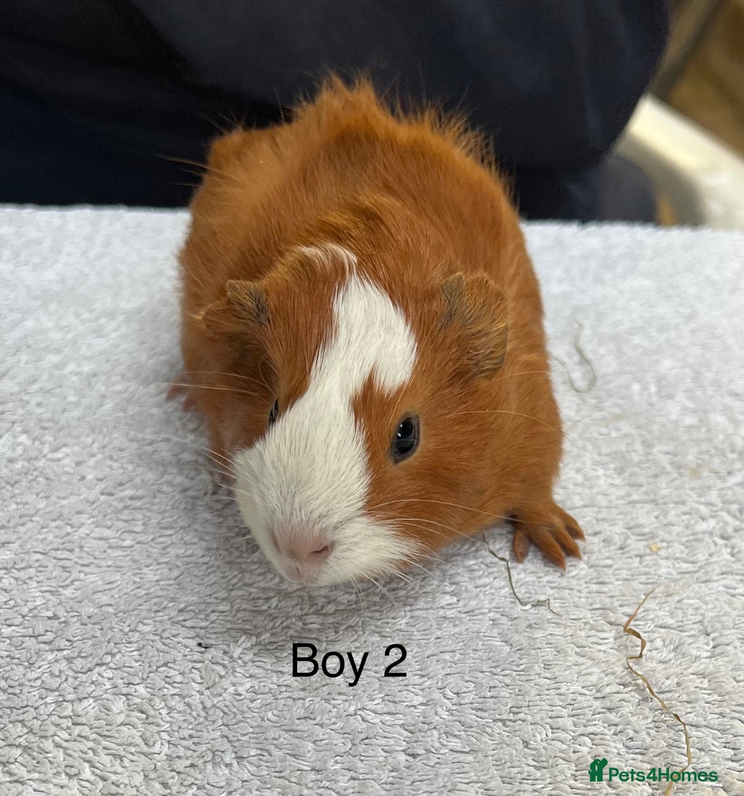Guinea Pig rodents for sale: Various breeds of baby guinea pigs for sale - Image 2