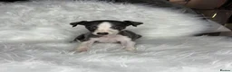 Whippet dogs for sale: Whippet pups  - Advert 12