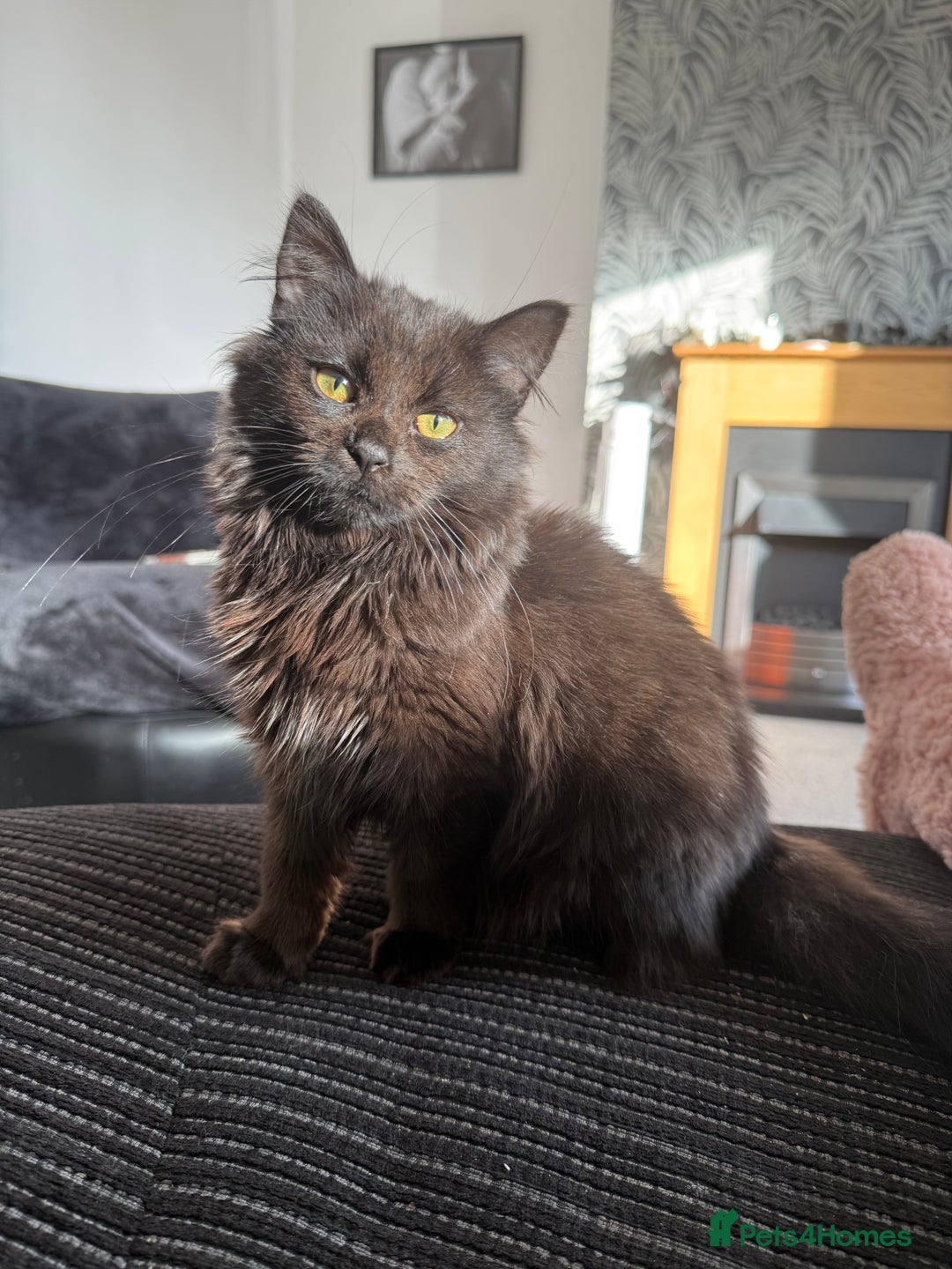 Mixed Breed cats for sale: pls read description!! - Image 6