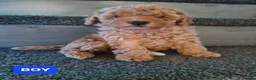 Mixed Breed dogs for sale: Absolutely stunning F1 poodle pups - Advert 15