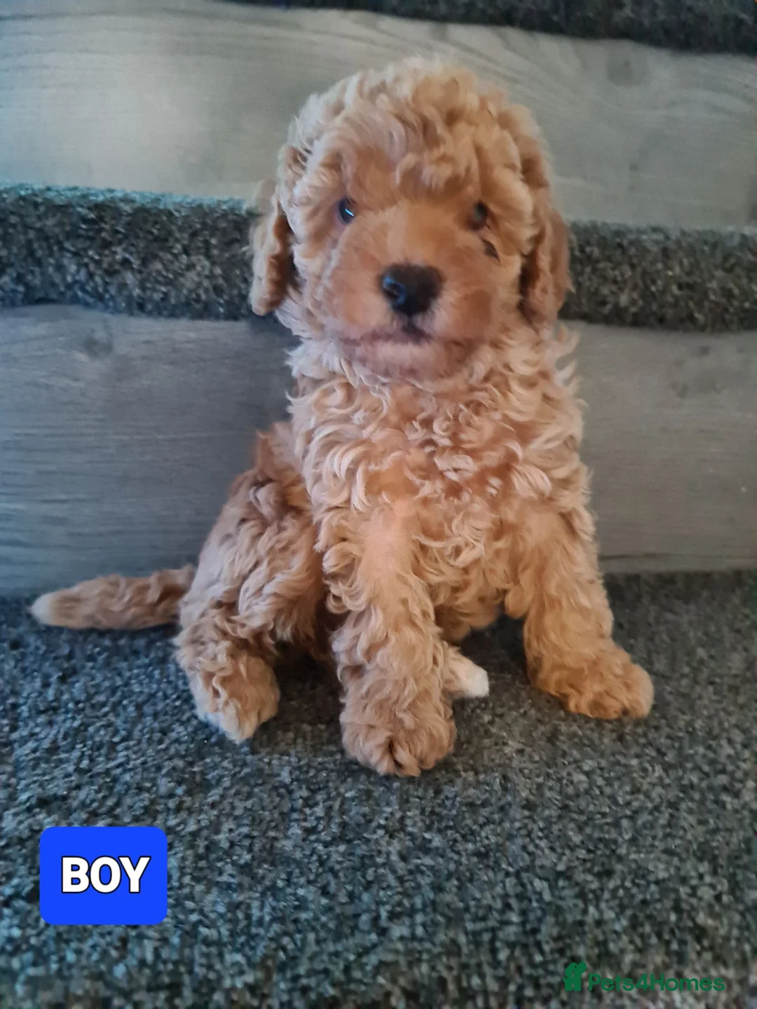 Mixed Breed dogs for sale: Absolutely stunning F1 poodle pups - Advert 15