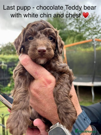 Cockapoo dogs - Advert 2