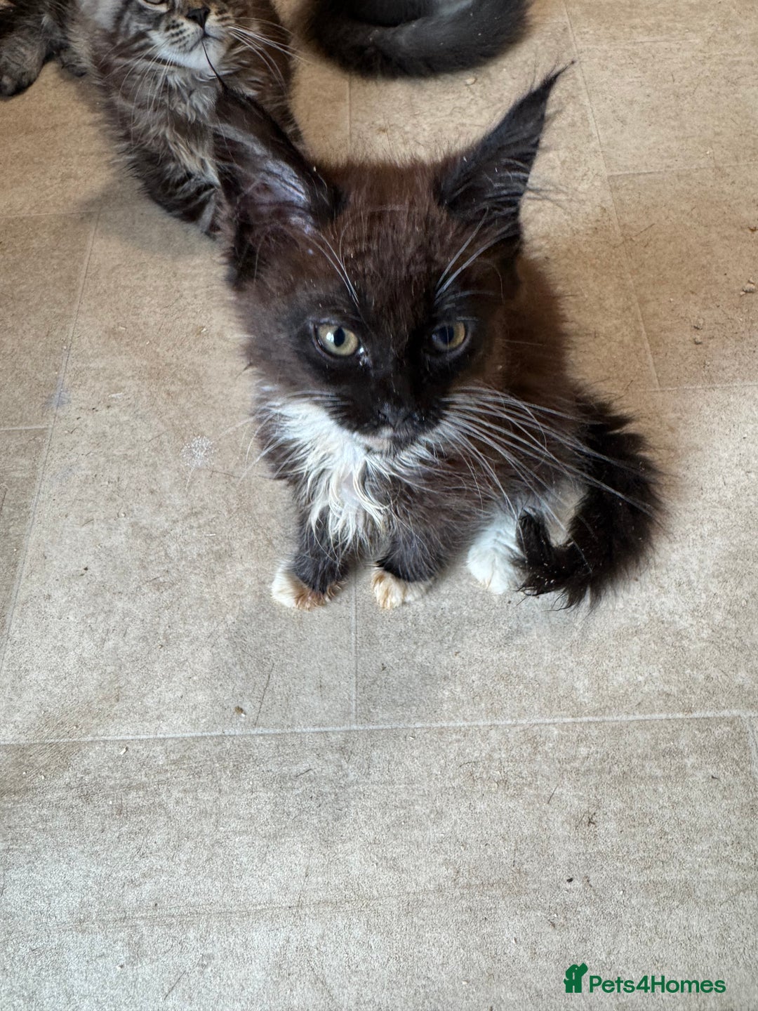 Maine Coon cats for sale: Beautiful GCCF kittens various colours - Image 23