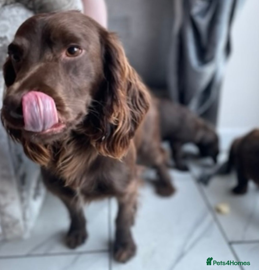 Sprocker dogs for sale: Stunning sprocker puppies  - Advert 7