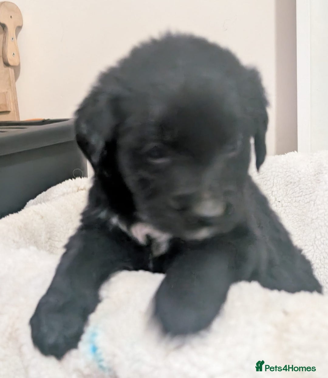 Mixed Breed dogs for sale:  berneses moutain dog x golden retriever - Advert 10