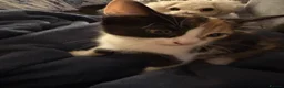 Mixed Breed cats for sale: 3 beautiful kittens in Nottingham - Advert 3
