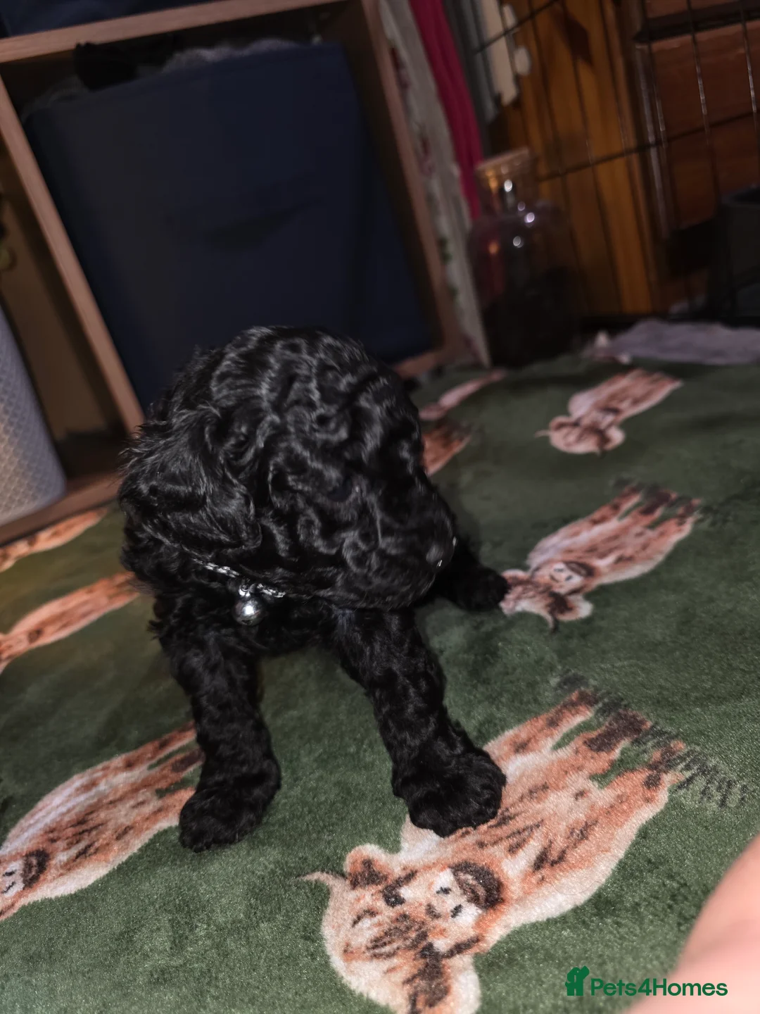 Mixed Breed dogs for sale: Hybrid miniture/toy poodle  - Advert 4
