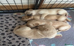 Golden Retriever dogs for sale: 6 Beautiful Golden Retrievers Puppies  - Image 8