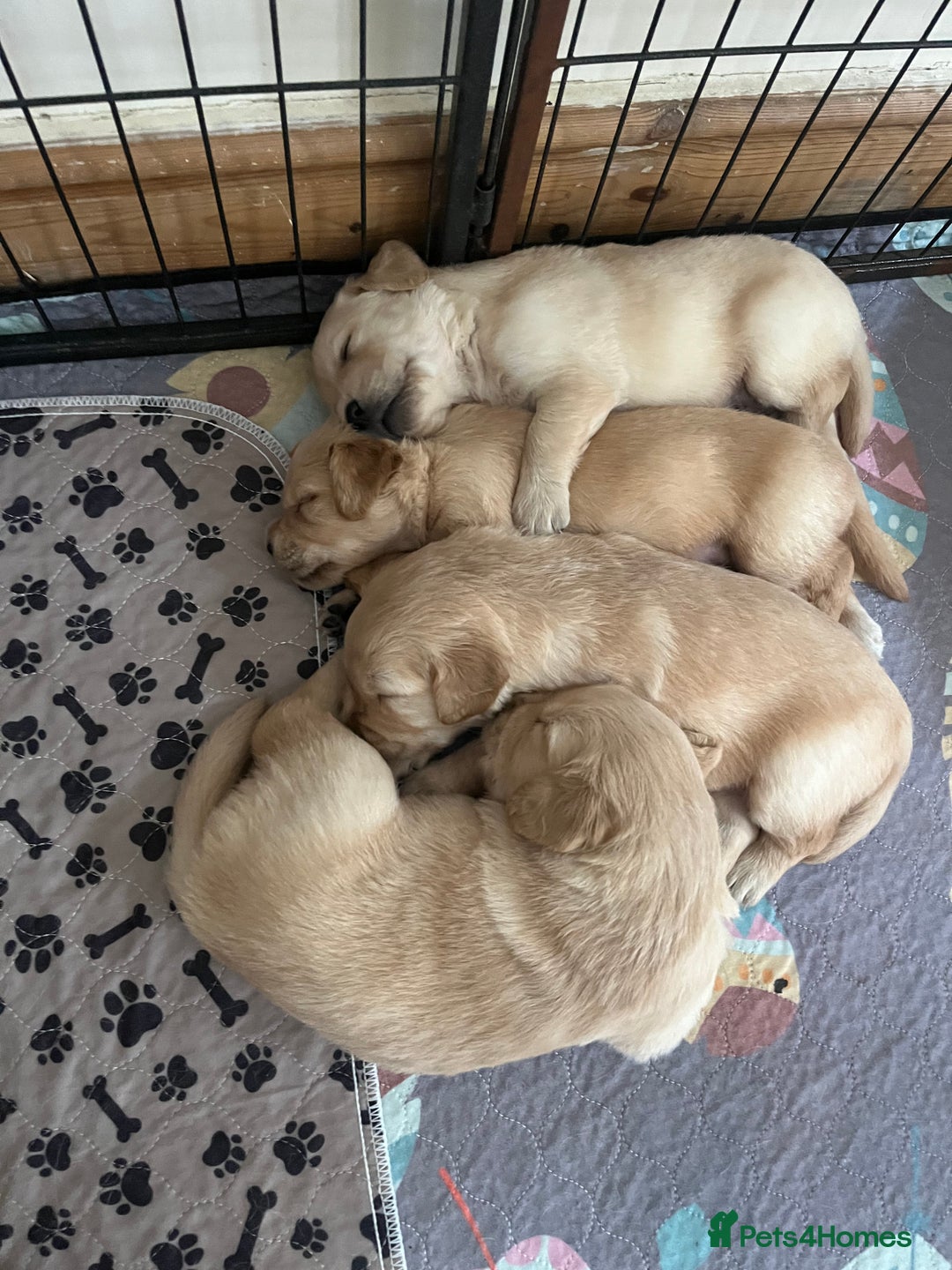 Golden Retriever dogs for sale: 6 Beautiful Golden Retrievers Puppies  - Image 8