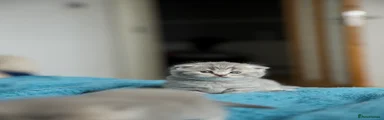 British Shorthair 2