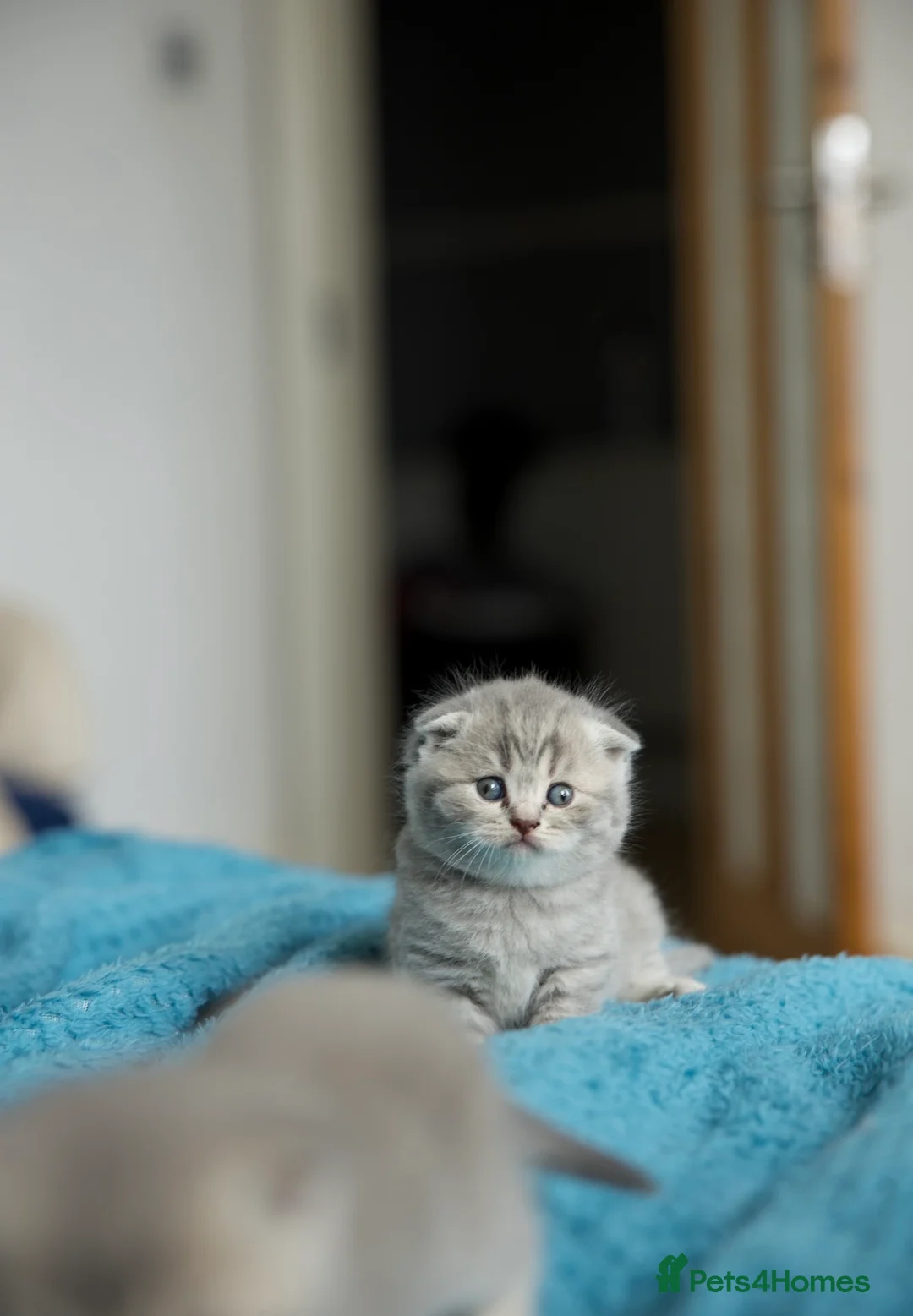 British Shorthair cats for sale: British kittens available for reservation in London - Advert 11