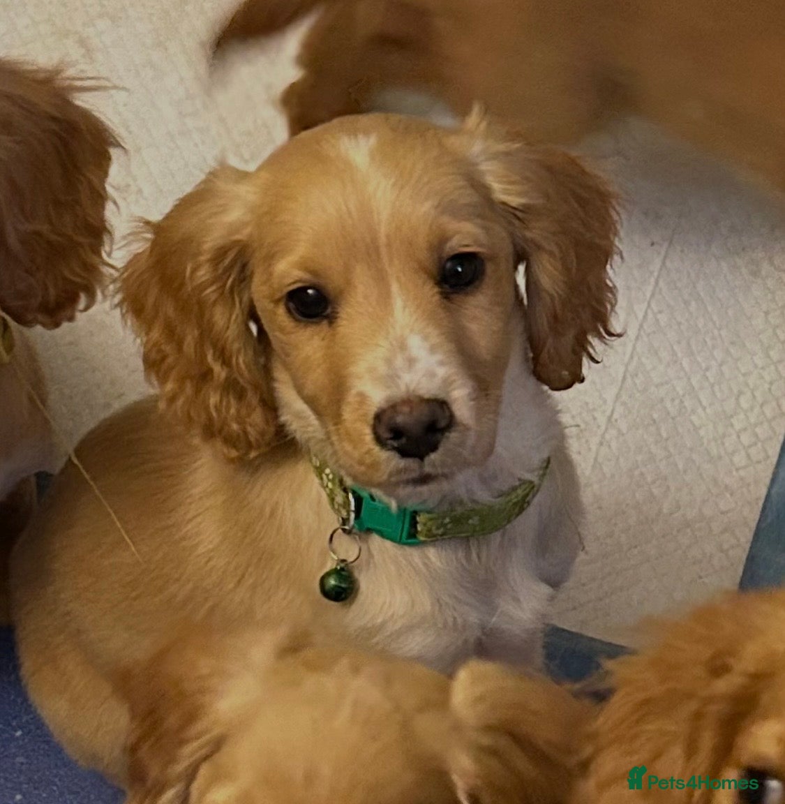 Cockapoo dogs 🌟🐾 ready now F1 cockapoo pups for sale 🐾🌟 - Advert 2