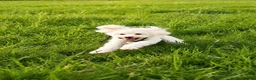 Maltese dogs for sale: Maltese - Advert 3