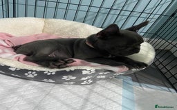 French Bulldog dogs for sale: French bulldog pup girl BLUE 13 weeks old - Image 24