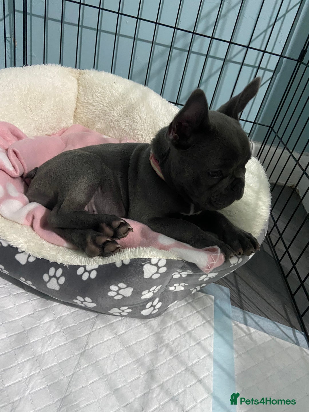 French Bulldog dogs for sale: French bulldog pup girl BLUE 13 weeks old - Image 24