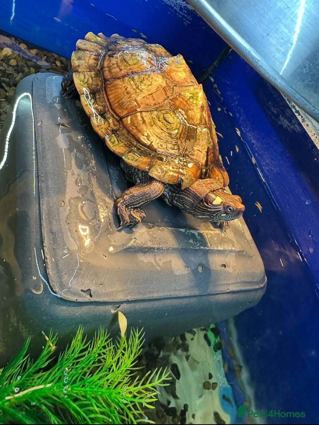 Turtle reptiles for sale: Mississippi Map Turtle Female - Image 2