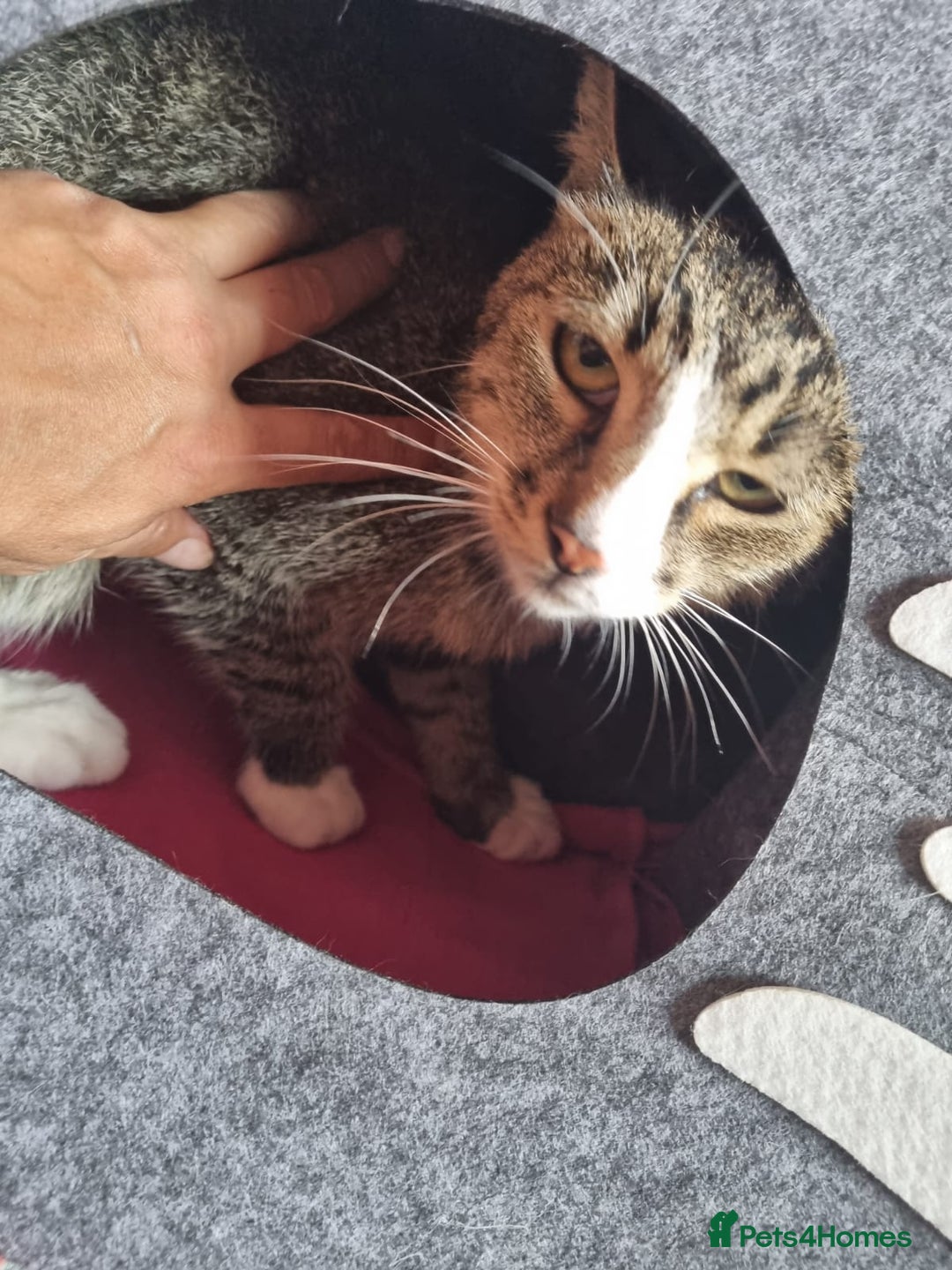 Mixed Breed cats for adoption: TOM a friendly & proud boy who needs a Loving Home - Advert 20