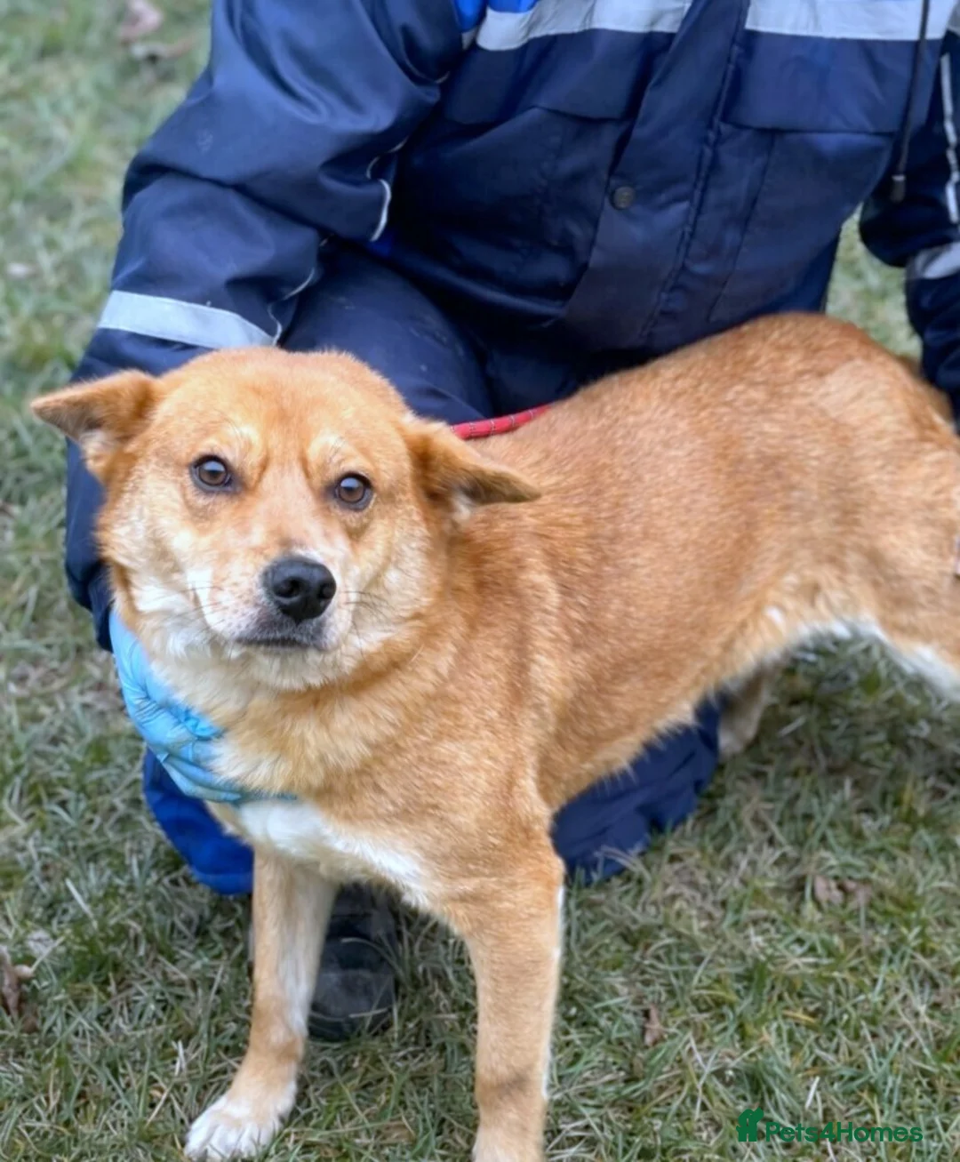 Mixed Breed dogs for adoption: 🌸 Yumi: soft eyes, gentle heart, pure joy 🐾 - Advert 4