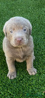 Labrador Retriever dogs - Advert 4