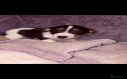 Jack Russell dogs for sale: Jack Russell puppies  - Advert 6