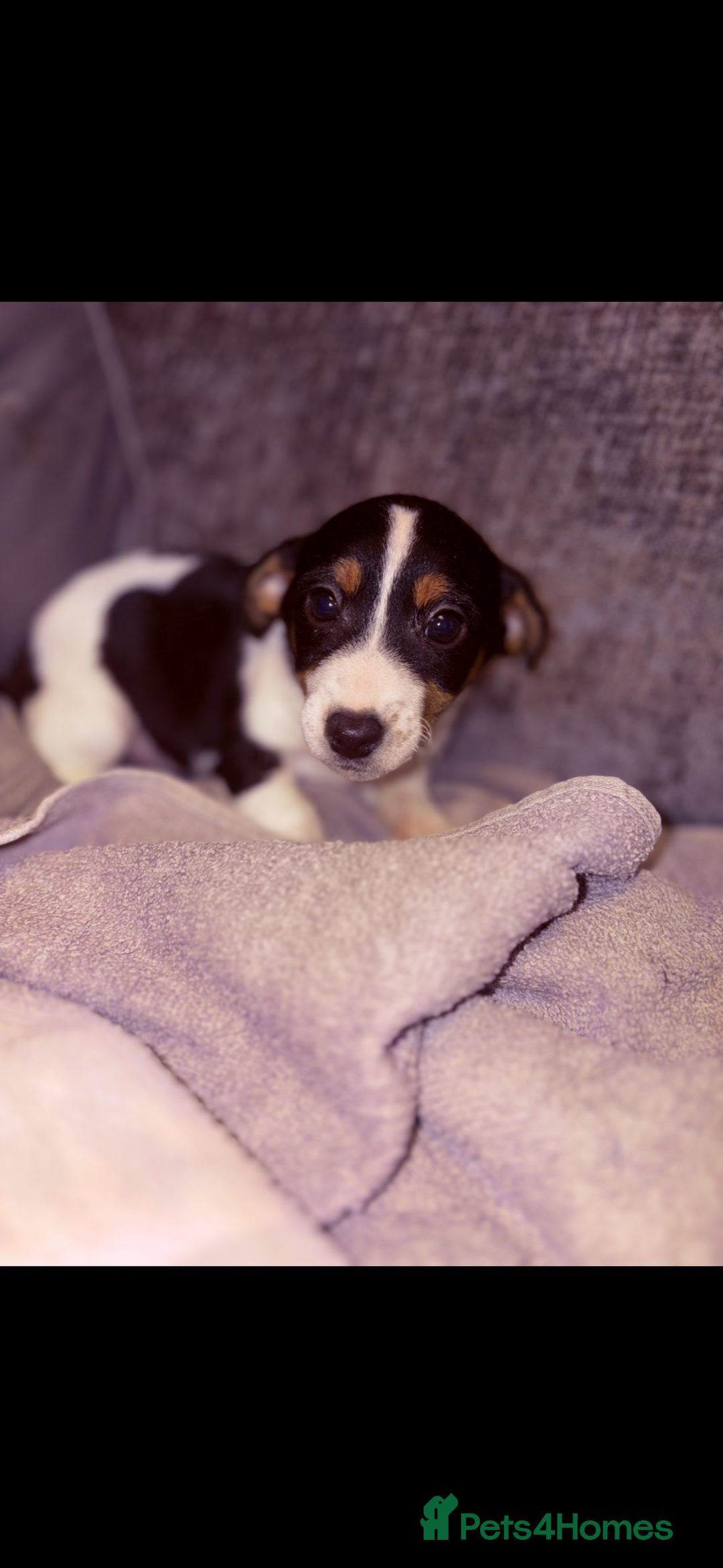 Jack Russell dogs for sale: Jack Russell puppies  - Advert 6