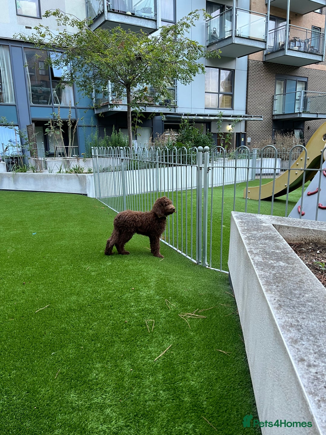 Labradoodle dogs for sale: LABRADOODLE 6MO REHOME  - Image 3