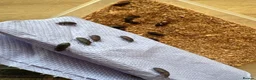 Beetles invertebrates for sale: Darkling beetles 15 breeding pairs ready in Nottingham - Advert 2