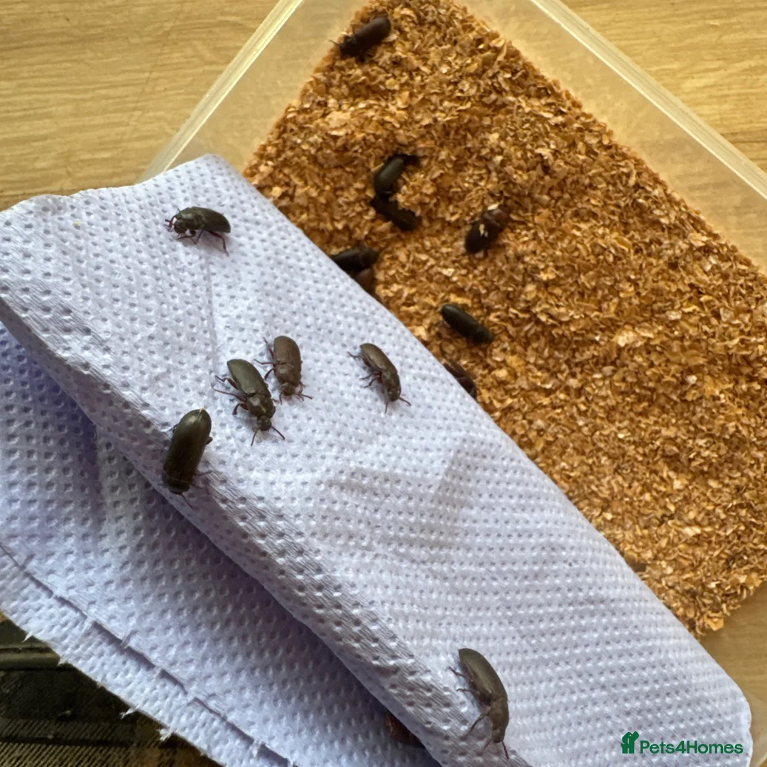 Beetles invertebrates for sale: Darkling beetles 15 breeding pairs ready in Nottingham - Advert 2