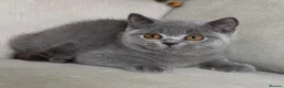 British Shorthair cats for sale: Beautiful boy - Advert 7
