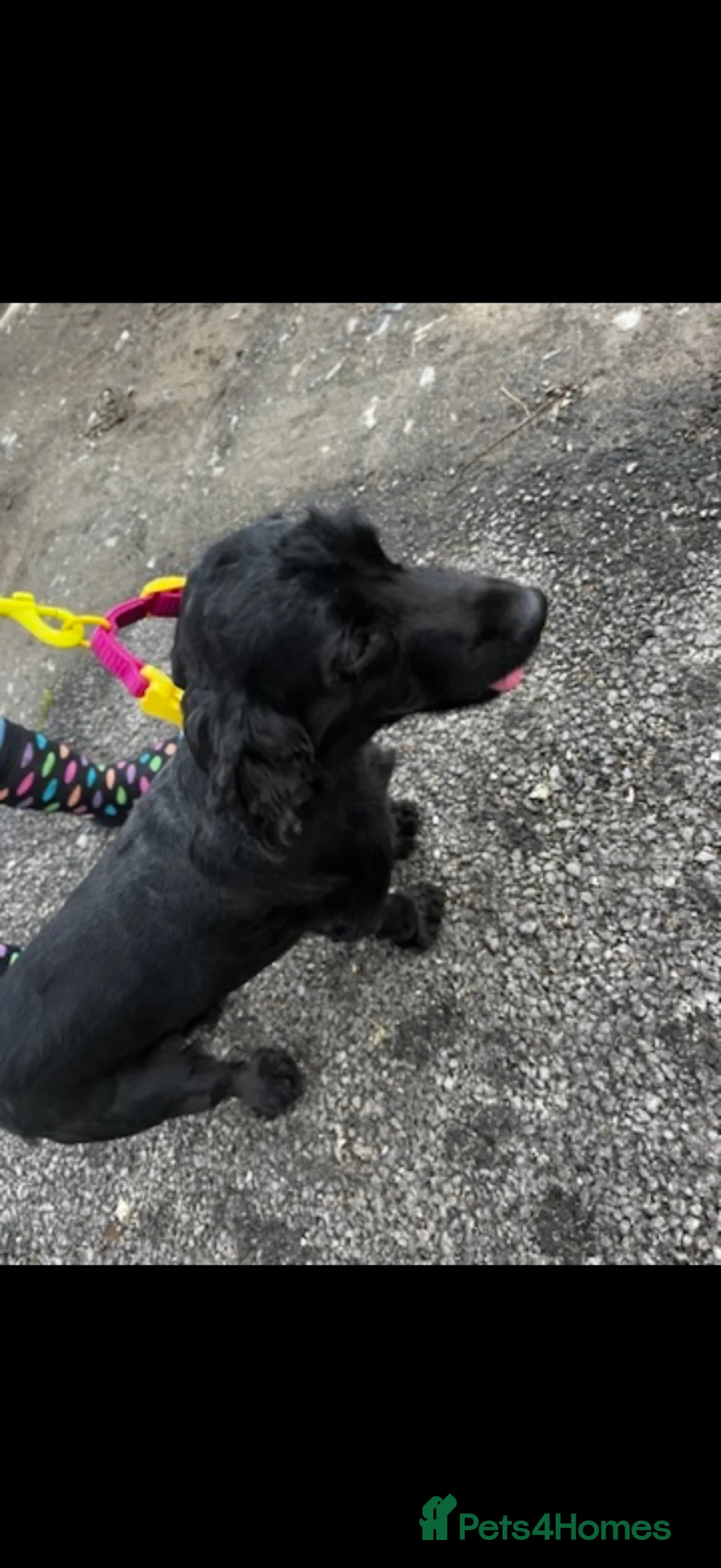 Cocker Spaniel dogs for sale: Beautiful cocker spaniel puppy’s  in Liskeard - Advert 2