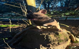 French Bulldog dogs for sale: French bulldog for rehoming - Image 3
