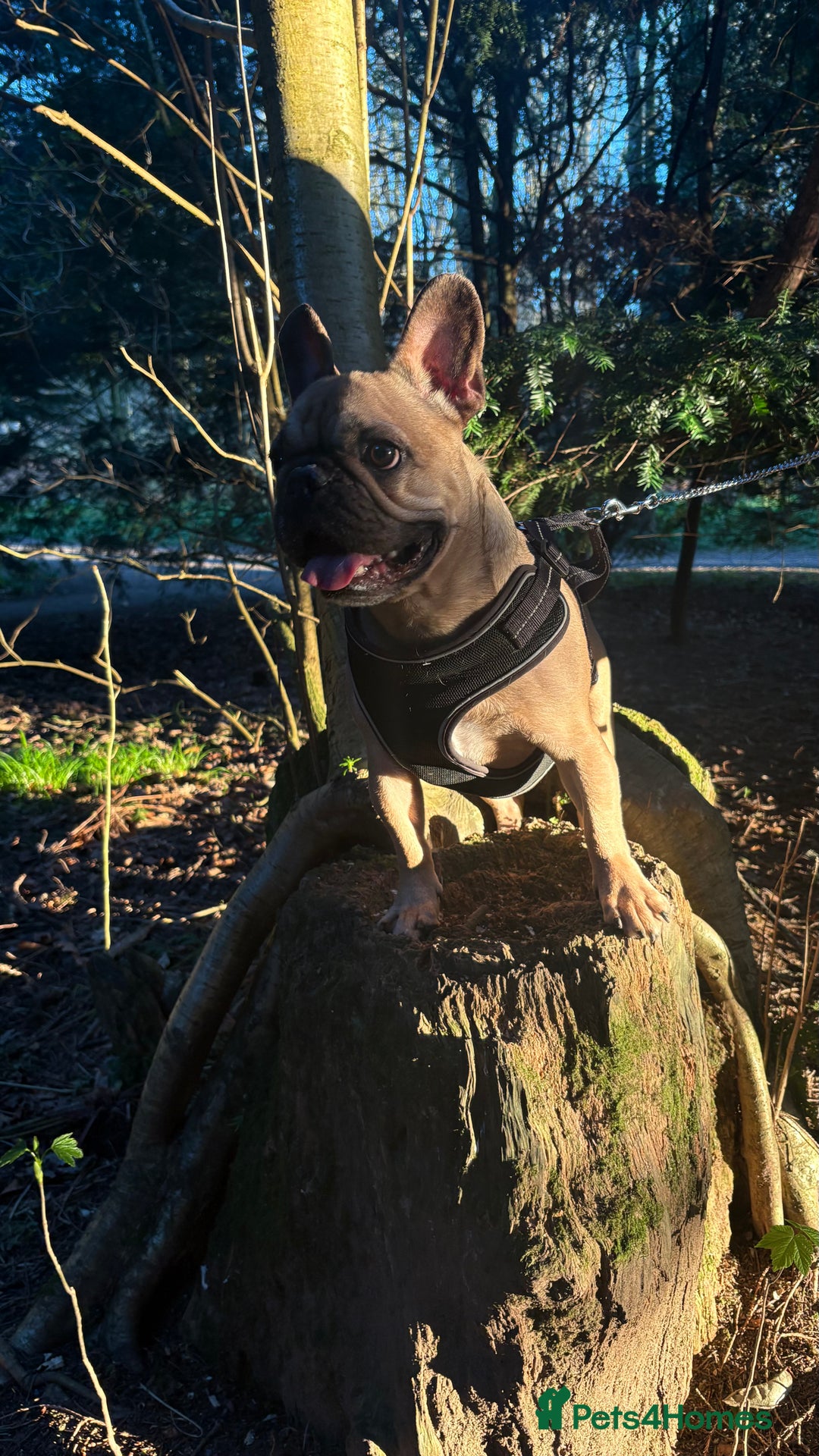 French Bulldog dogs for sale: French bulldog for rehoming - Image 3