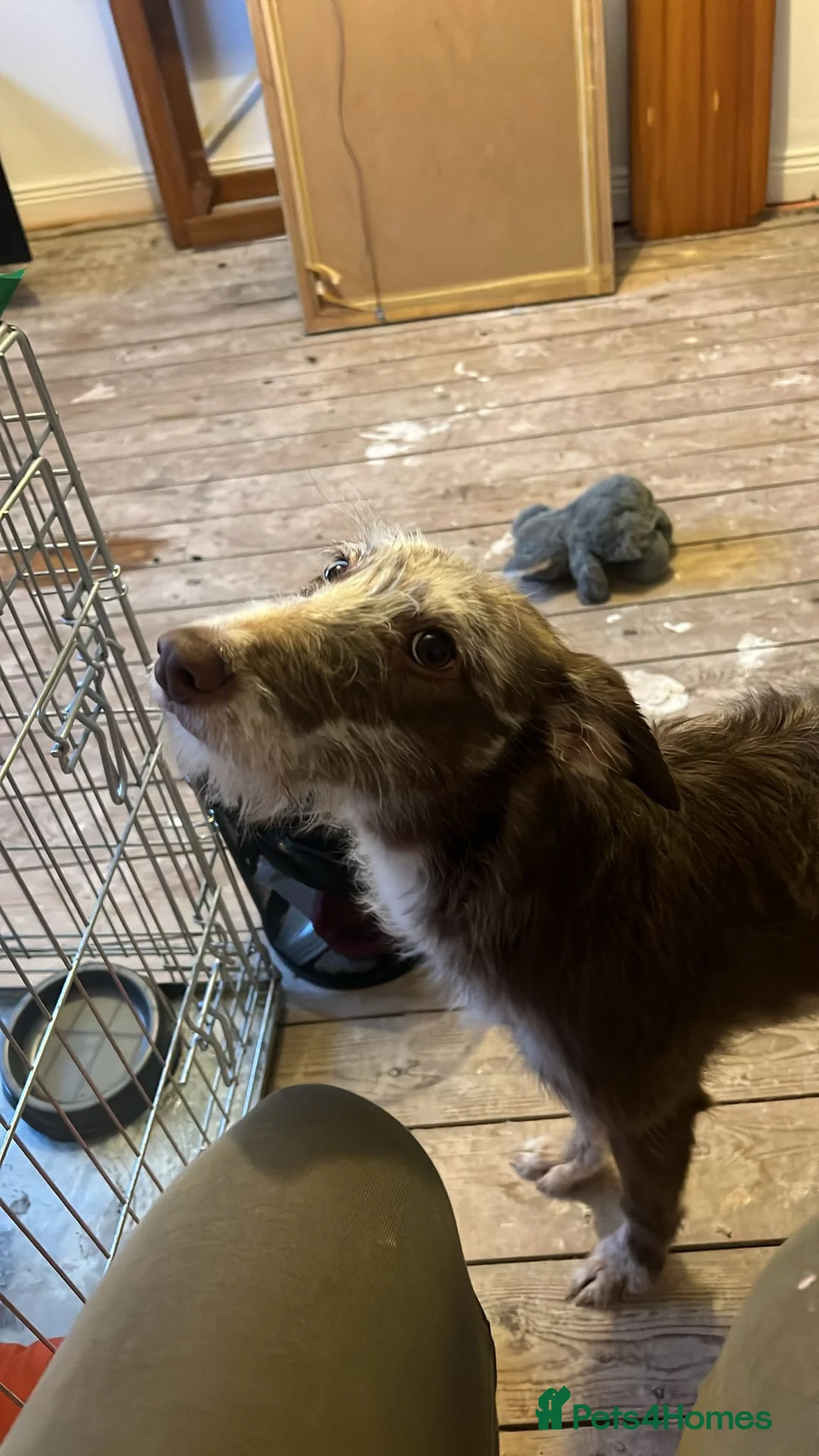 Mixed Breed dogs for sale: Whippet/ Bedlington cross for sale  - Advert 3